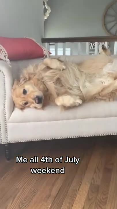 Funny and cute Golden Retriever 2021 - 😍