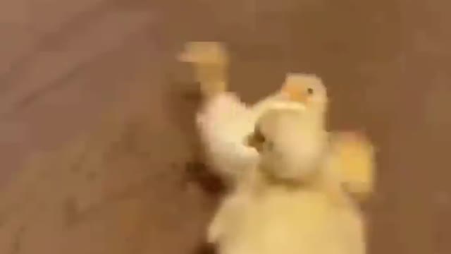 Cute Animals