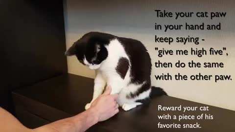 Cat training video