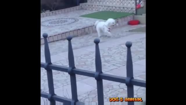 Top Dog funny Dance video