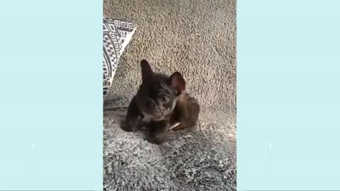 Funny dog videos