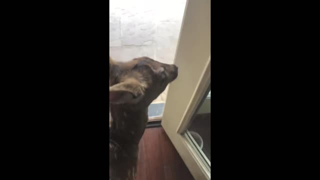 Deer breaks into house makes a mess doesn't want to leave