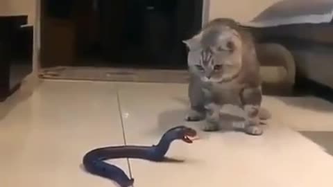 fake snake vs cat .😀.funny video clip