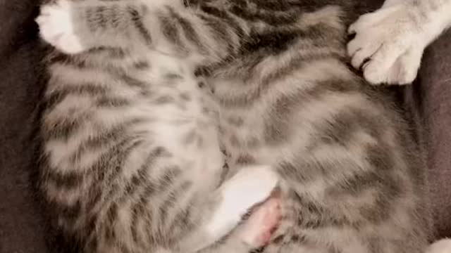 kitten siblings hugging while sleeping