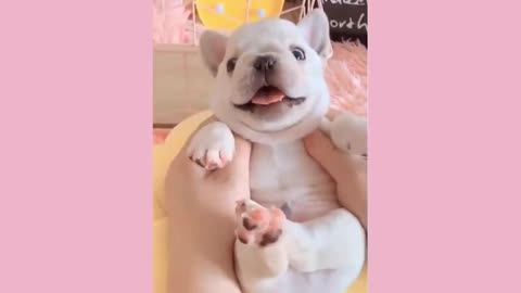 Viral pets collection