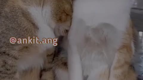 Funny Cat Video - bagad billa