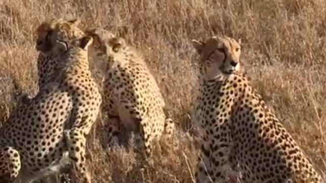 Cheetah spread