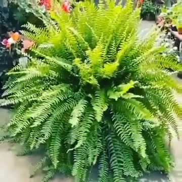 House plant amazing and beautiful and unique