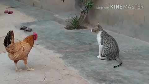 Chicken vs Dog & Cat Fights _ Funny Fight Video 🤔🐭🐽