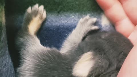 Cute Baby Bunny