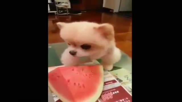 dog sucking watermelon
