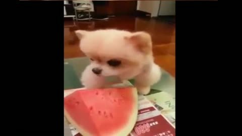 dog sucking watermelon