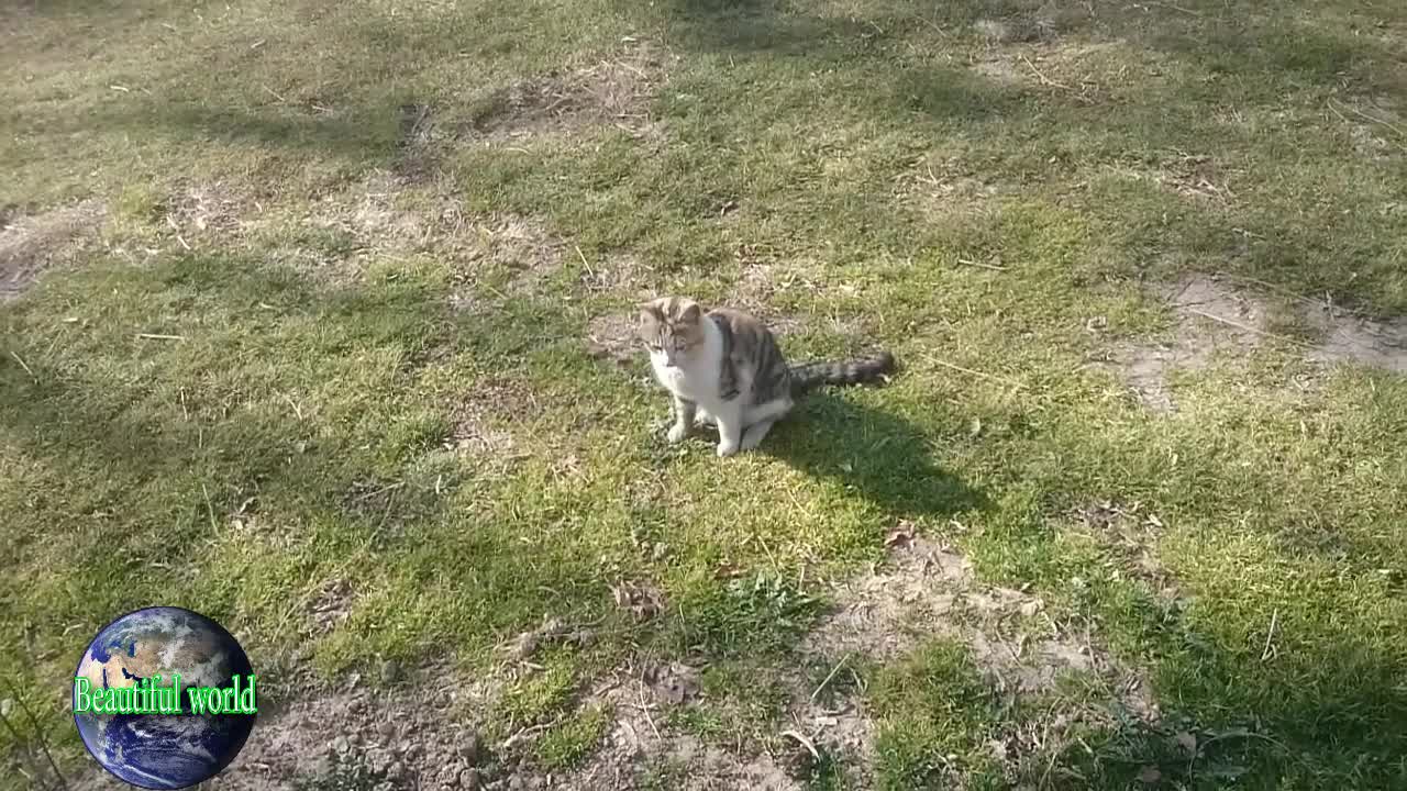 A naughty and playful cat has gone up the tree and wants to come down | funny cat | cats