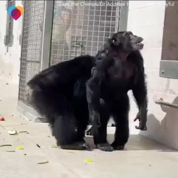 watch-28-year-old chimpanzee sees open sky first time new sanctuary home