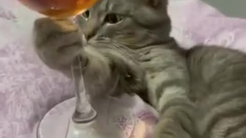 Staying Home And Drinking Some Wine Lol The Adorable Cat Version!!!