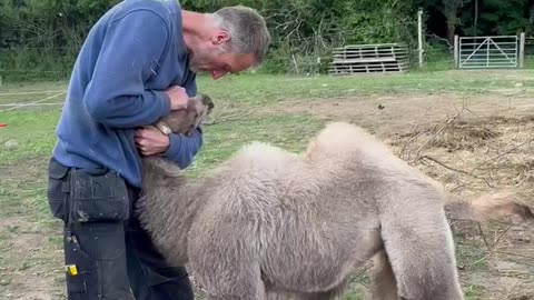 Young Camel Looking for Snuggles