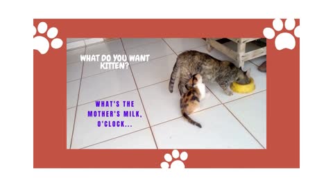 Hungry cat. Taking advantage of the fact that mama cat is busy.