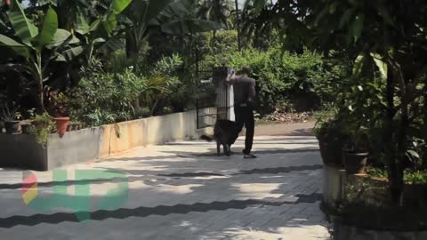 Wolf rescued