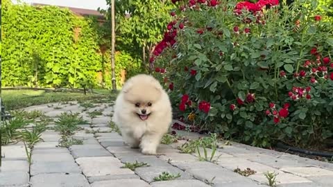 Cute little dog in the garden