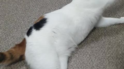 A cat that's annoying but wants to play.