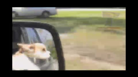 Extremly hard try to not to lagh😂 challenge funny and cute puppies compilatio