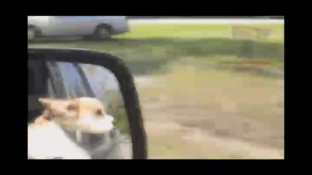 Extremly hard try to not to lagh😂 challenge funny and cute puppies compilatio