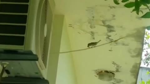 The male and female partners searching a place to build their nest