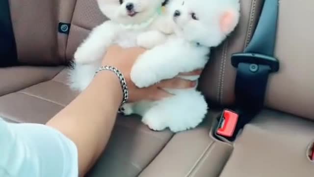 Outing by car! CUTE & Funny Pomeranian DOGS #Dogs #pomeranian