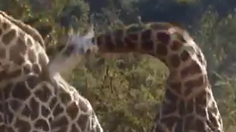 Giraffe Fight ⚠️