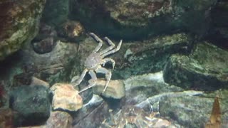 Fish and crabs camouflage on the seabed.