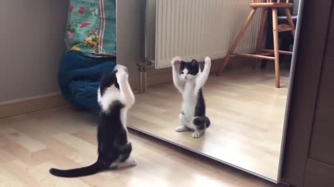 Funny cat playing with