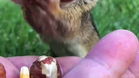 The Weird Story Behind squirrel