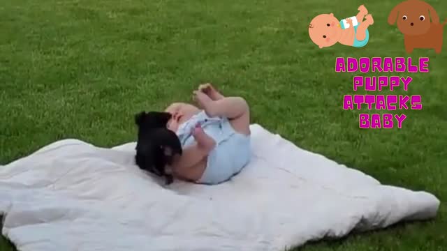 Adorable Puppy Attacks Baby - Funny Video