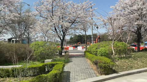 Cherry blossoms on a spring day in Seoul