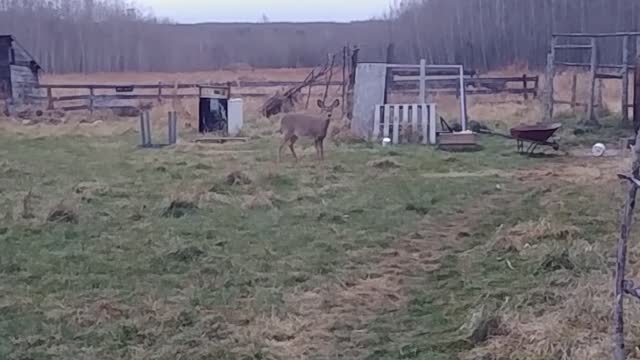 Playful deer chases and herds chickens into their coop