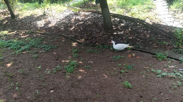 This little duck walks around alone