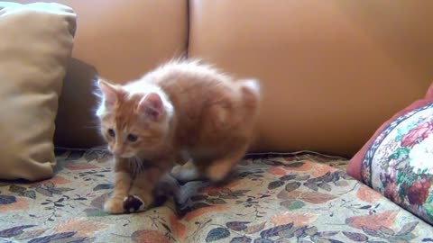 A rowdy little cat playing with a toy mouse