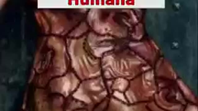 TRASHUMANISMO N.O.M
