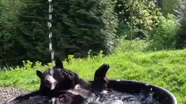 Black Bear Takes A Splashy Bath - Funny Bear Video Compilation 2021