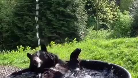 Black Bear Takes A Splashy Bath - Funny Bear Video Compilation 2021