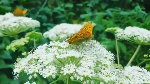 It is a beautiful place whose beauty is enhanced by the sight of these butterflies