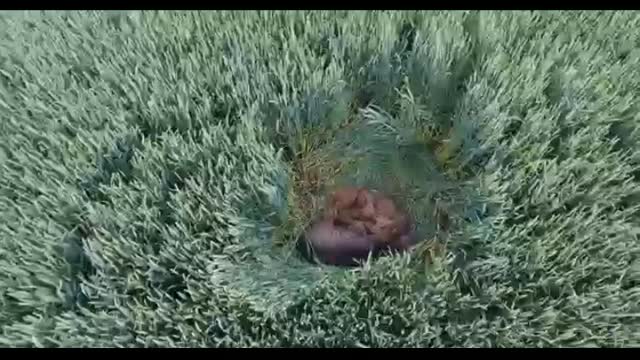 Animals video///short animals video///most video//...