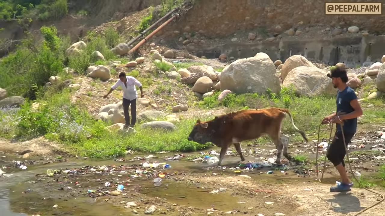 Cow rescue in india