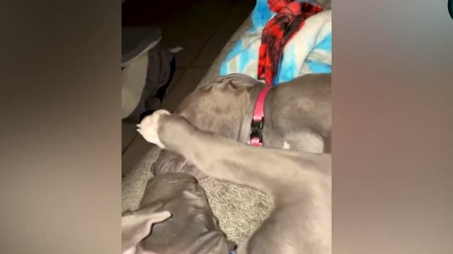 Dog Comforts Friend