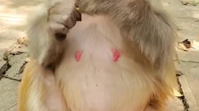 Funny animals Lovely Monkeys 5