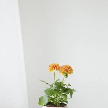 very beautiful flowers