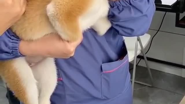 Dog make annoying sound while doctor inject syringe