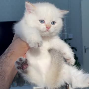 Every day is a cat day for me🥰