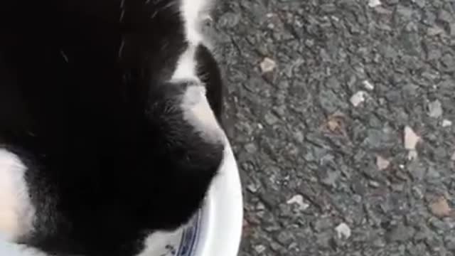 Cut cat funny videos# cute cat