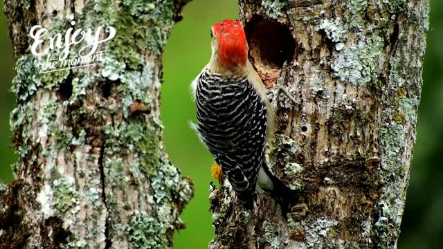 BEAUTIFUL woodpecker 😍